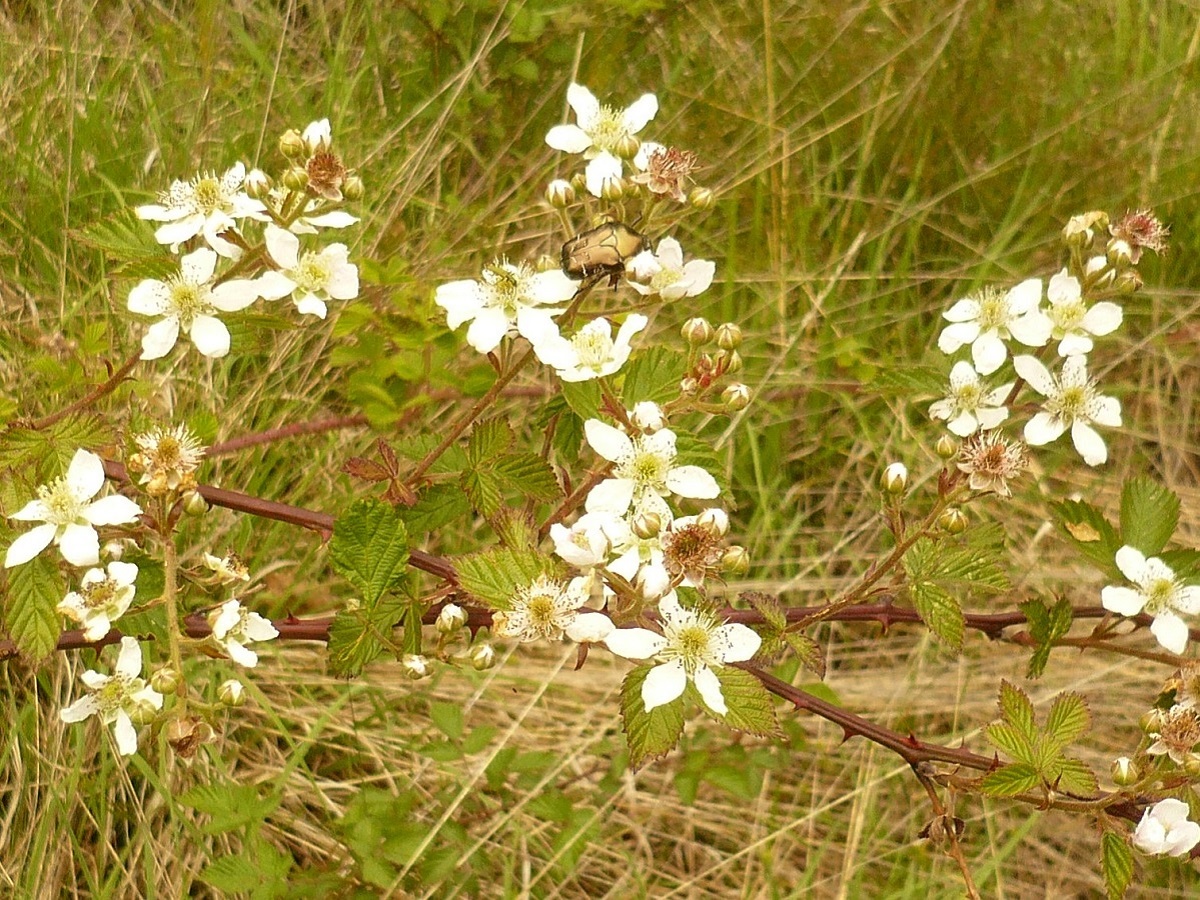 Rubus nessensis (Rosaceae)
